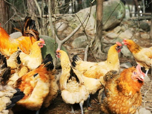 妈妈农场 建立互助的生态体系,先从一只鸡开始