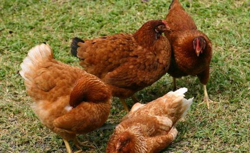 鸡传染性鼻炎用什么药效果好 鸡传染性鼻炎的症状及治疗方法
