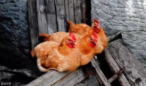 农村巧妇养鸡有妙招,吃这些菜,鸡长得快 下蛋多不生病